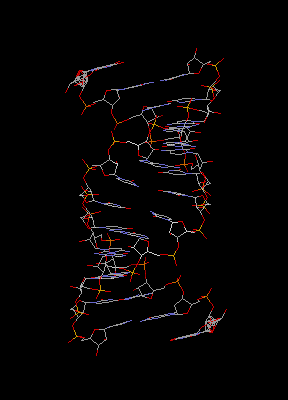 DNA Wire Frame Model